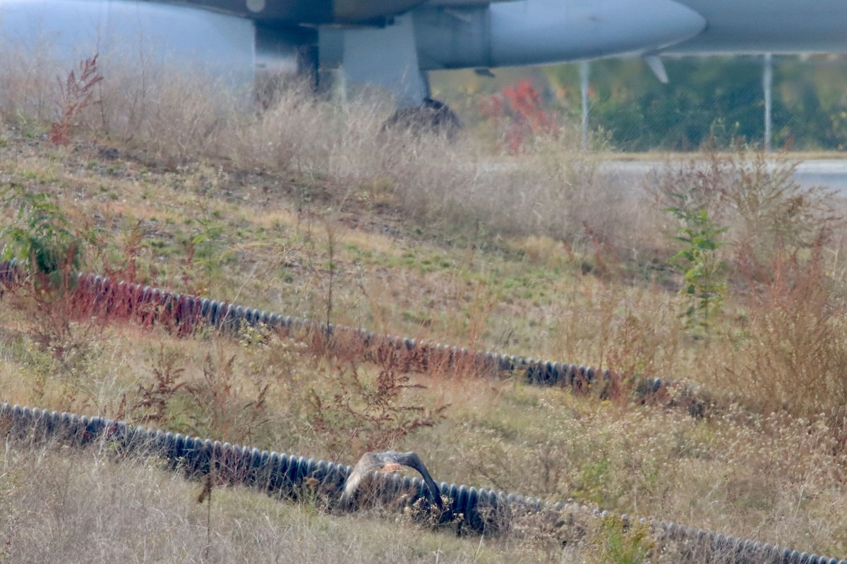 Zapelatz buztangorria - ML644812576