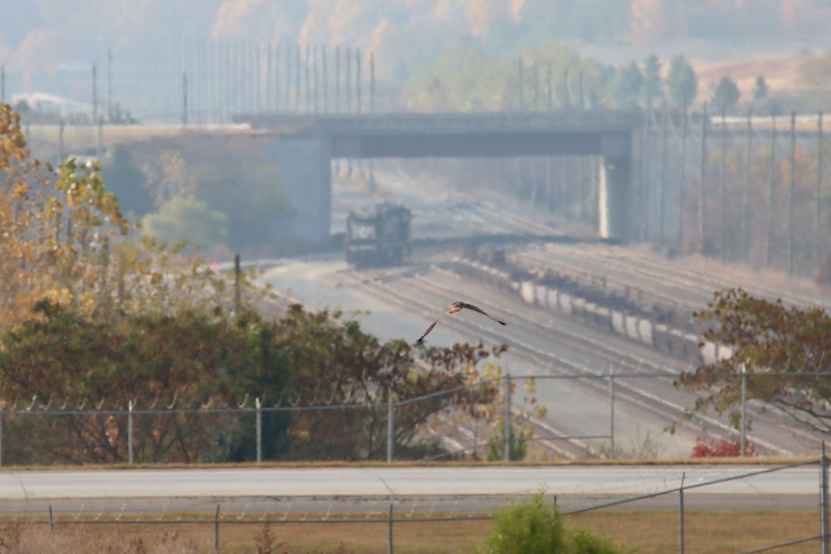 Zapelatz buztangorria - ML644812577