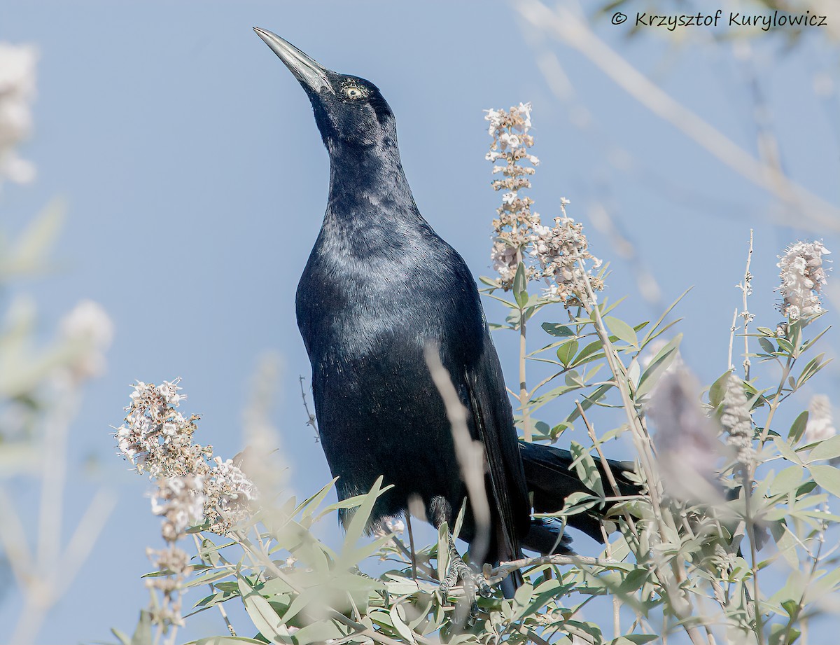 Great-tailed Grackle - ML644812580
