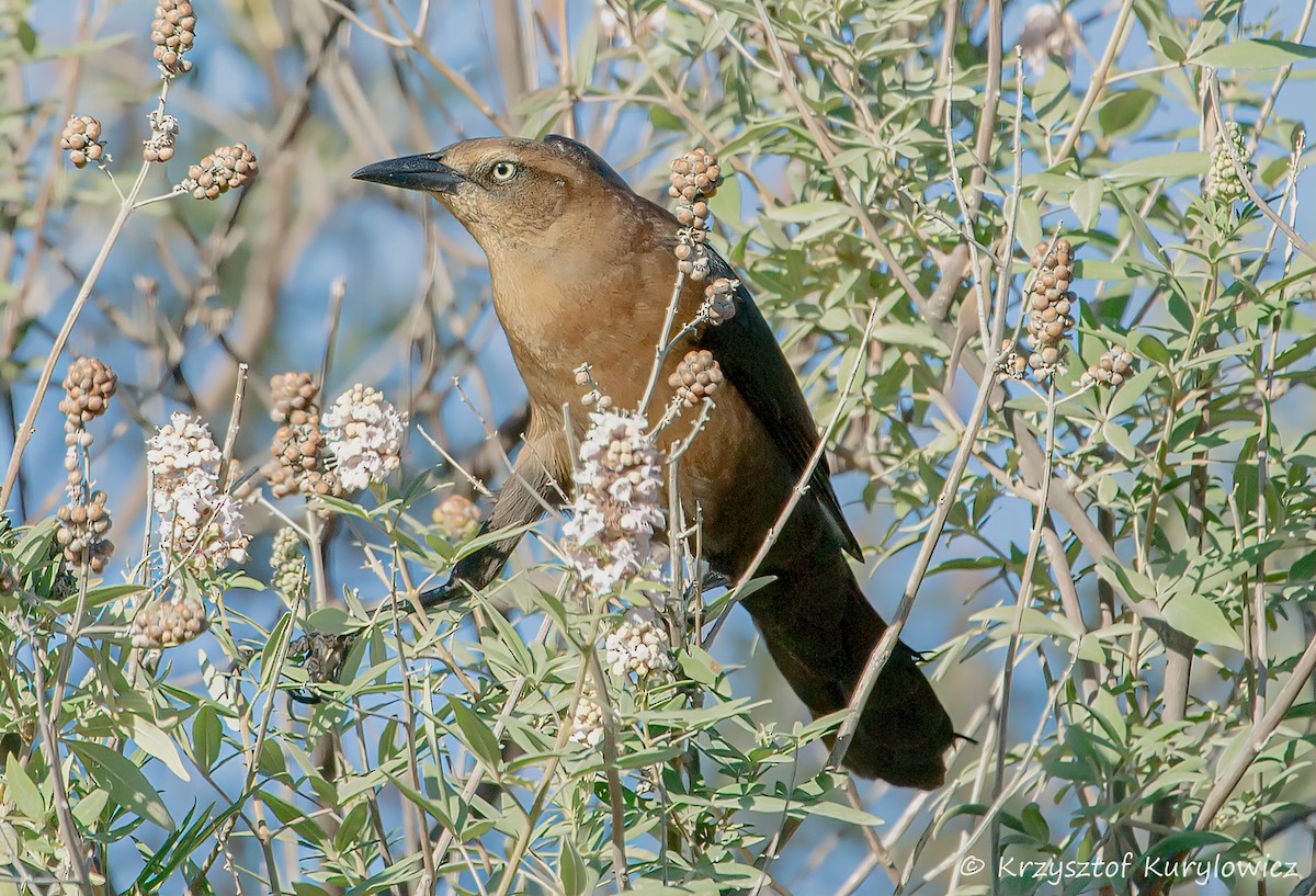 Great-tailed Grackle - ML644812581