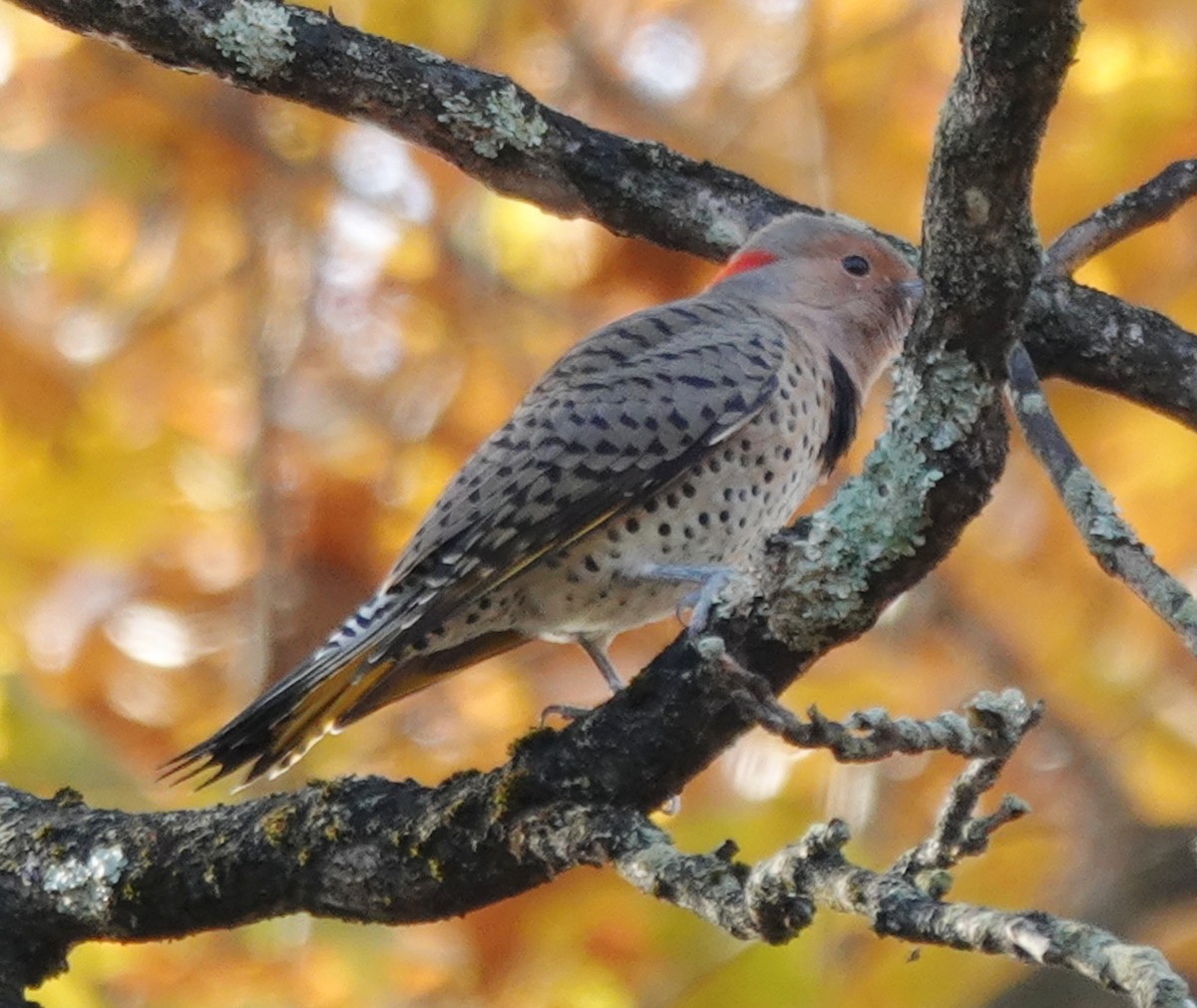 Northern Flicker - ML644812584