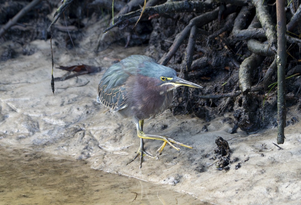 Koartzatxo berdea - ML644812585