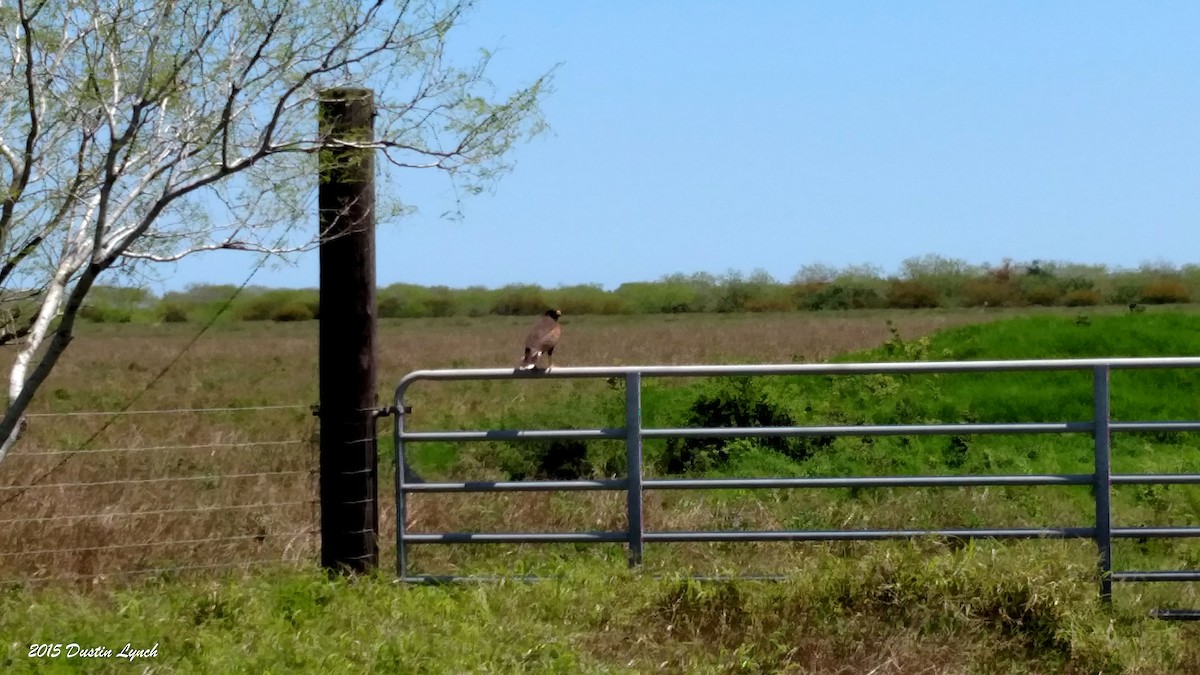 Harris zapelatza - ML644812586