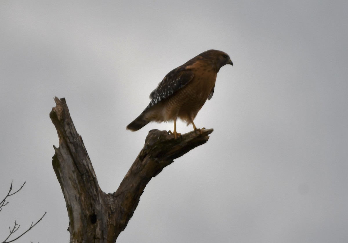 Red-shouldered Hawk - ML644812590