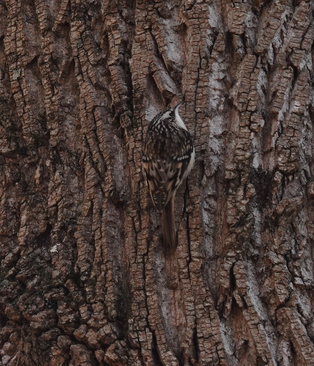 Gerri-txori amerikarra - ML644812591