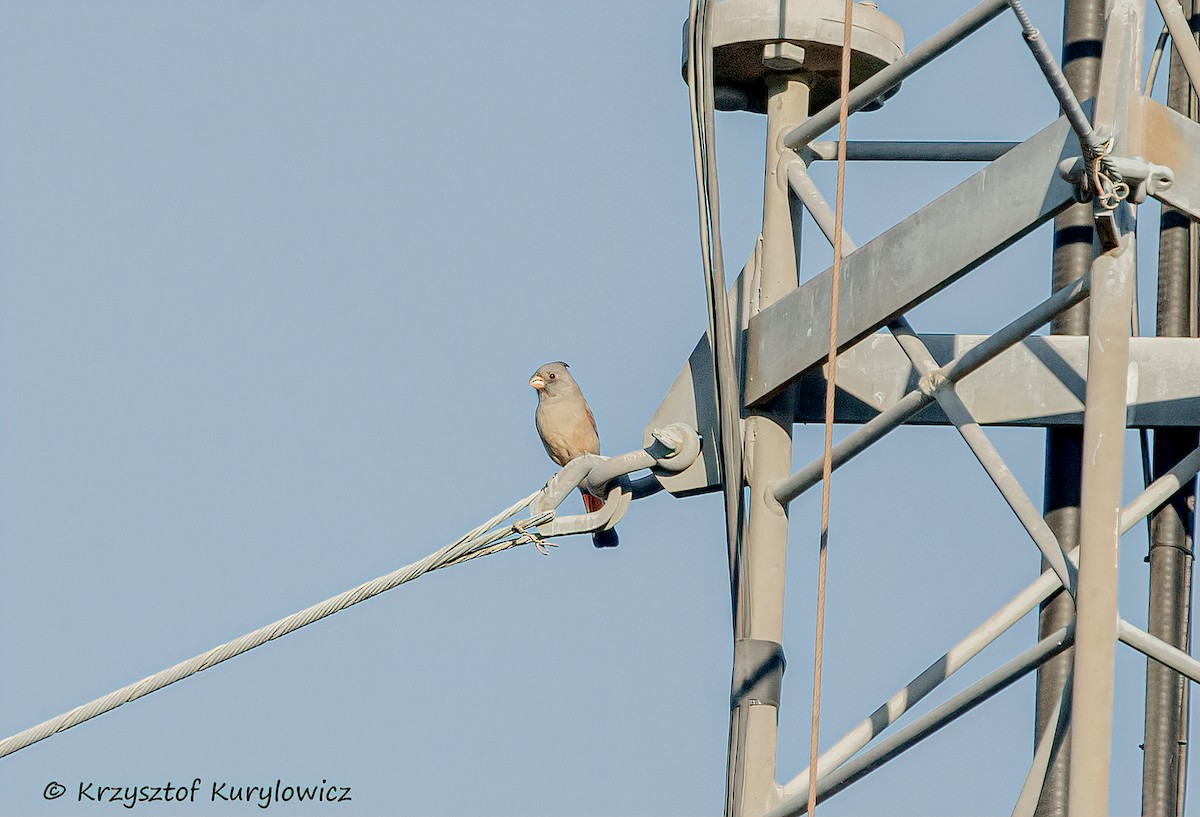 Kardinal grisa - ML644812595