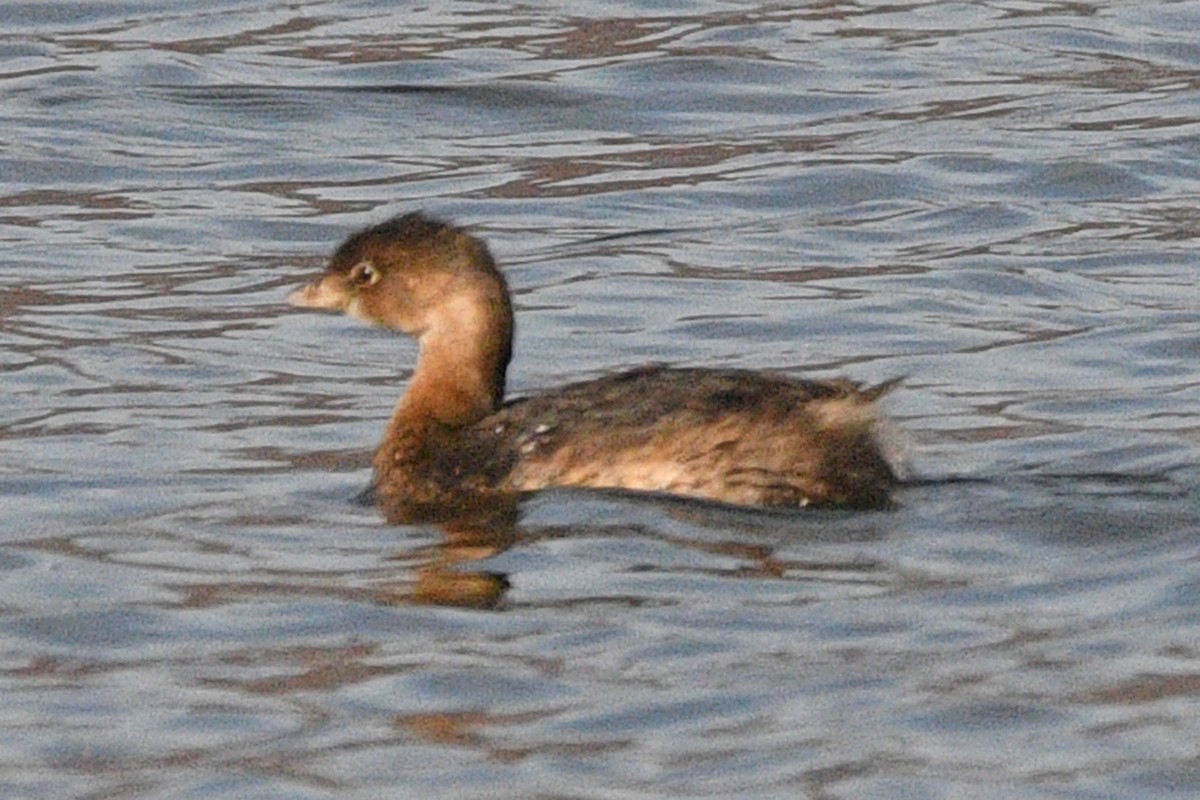 Txilinporta mokolodia - ML644812596