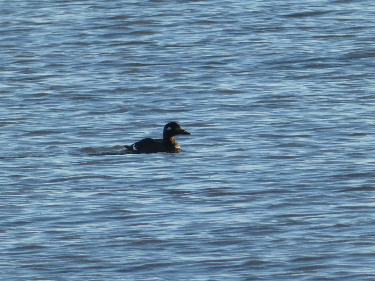 Ahatebeltz hegalzuri amerikarra - ML644812597