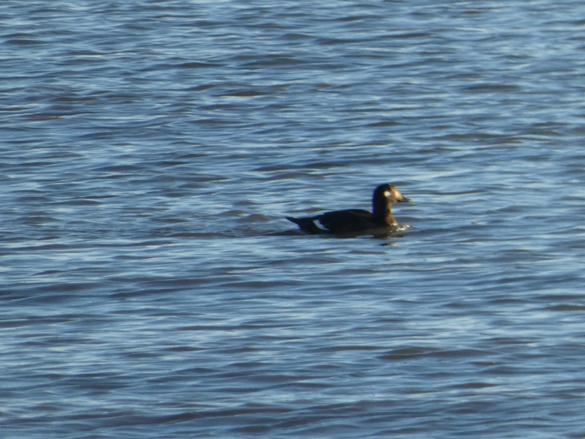 Ahatebeltz hegalzuri amerikarra - ML644812599