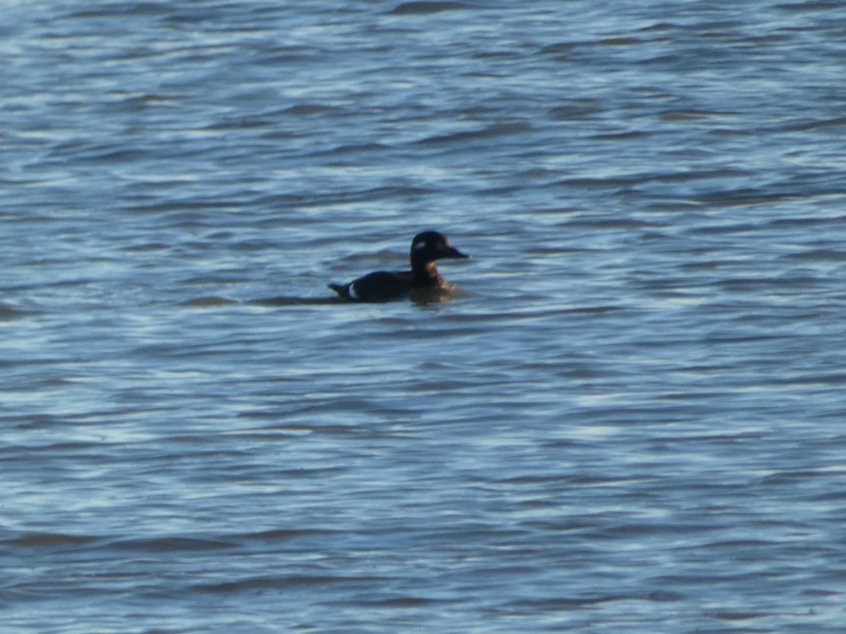 Ahatebeltz hegalzuri amerikarra - ML644812601