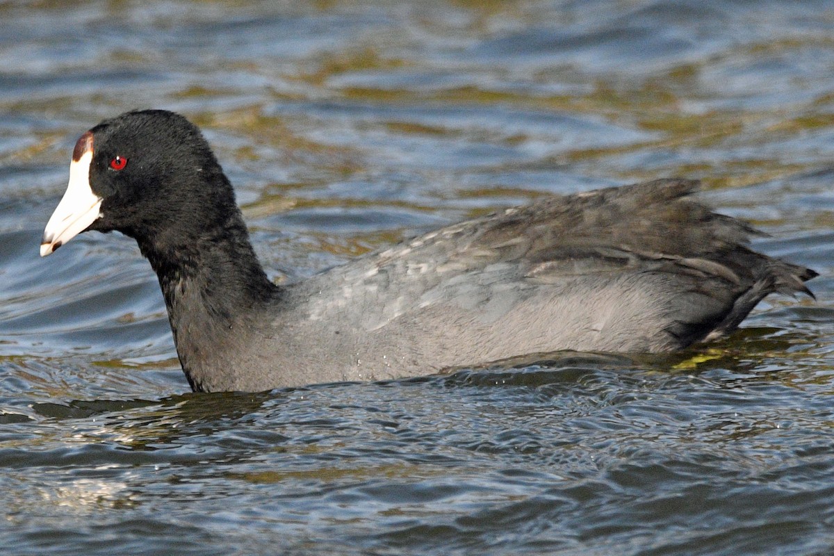 Kopetazuri amerikarra - ML644812602