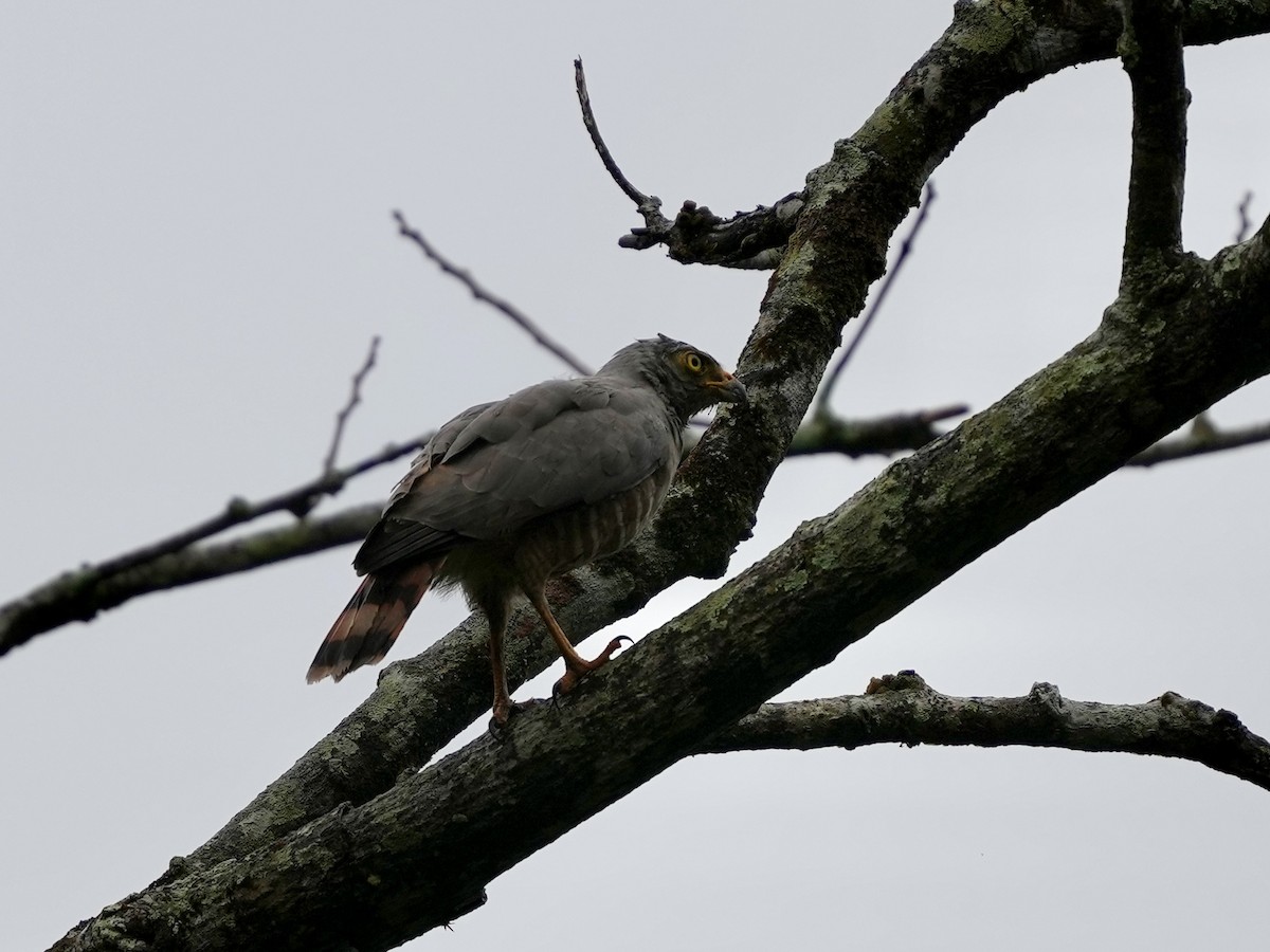 Roadside Hawk - ML644812603