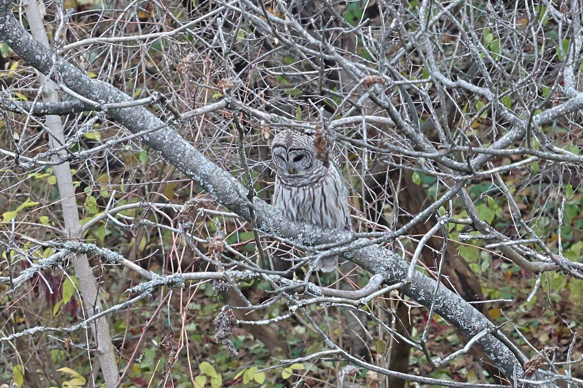 Barred Owl - ML644812605