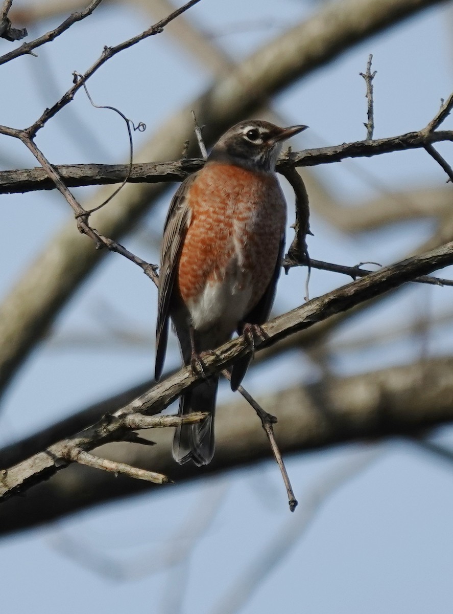 Zozo papargorria - ML644812607