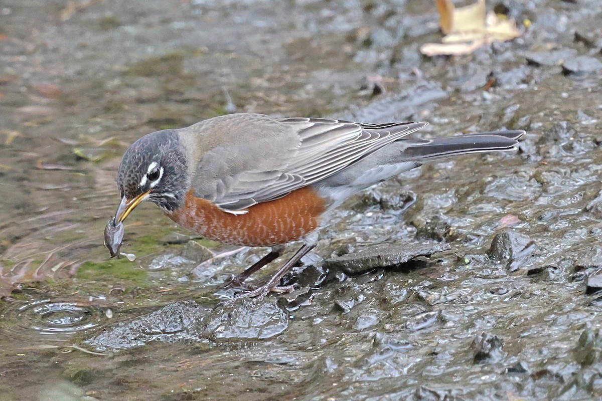 Дрізд мандрівний - ML644812620