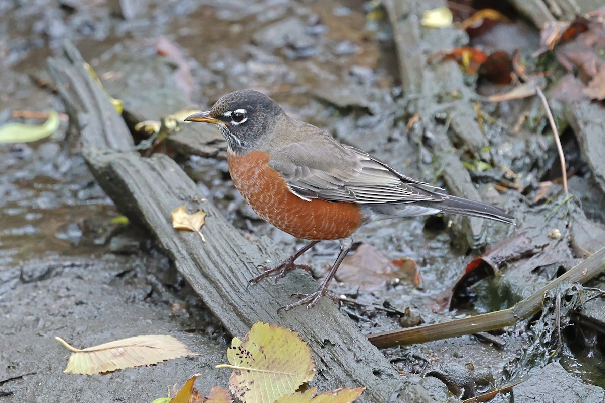 Дрізд мандрівний - ML644812621