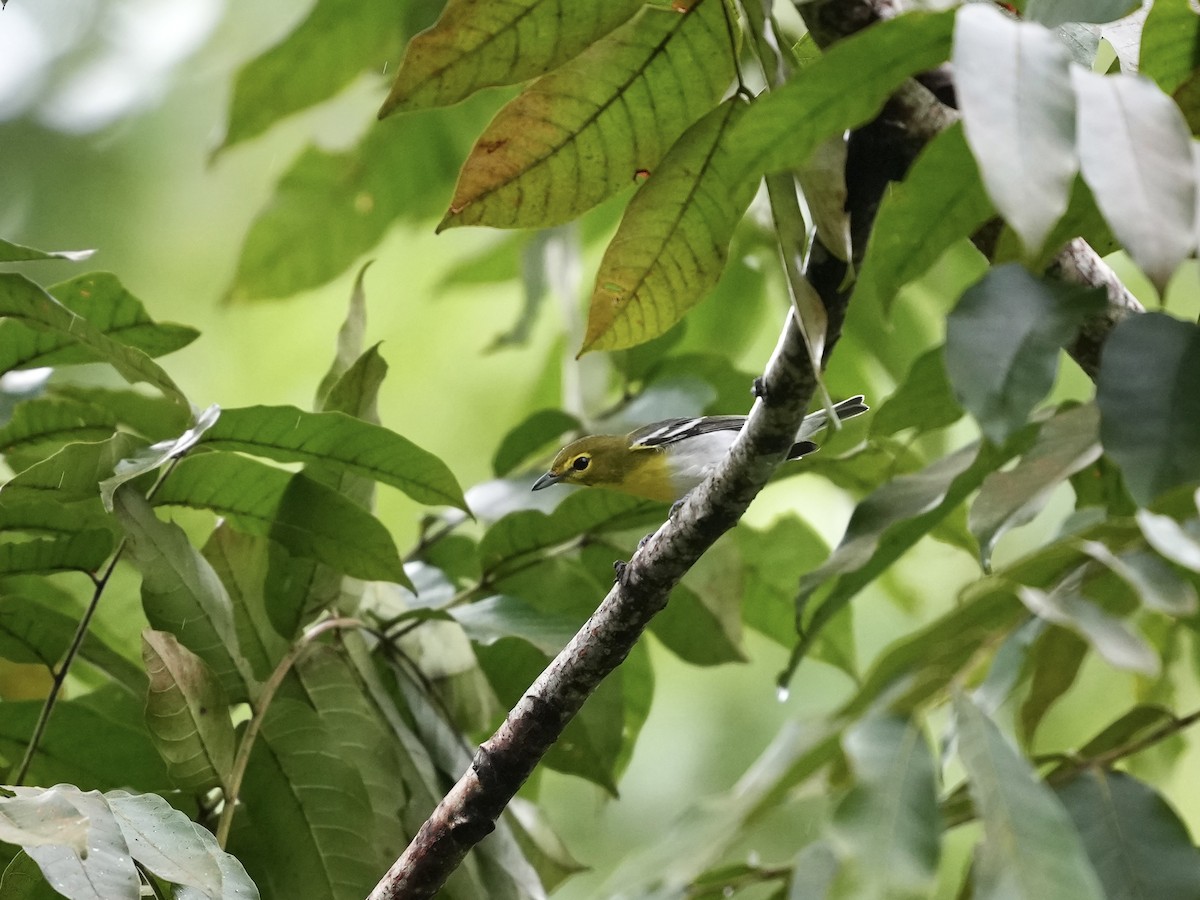 Gelbkehlvireo - ML644812624