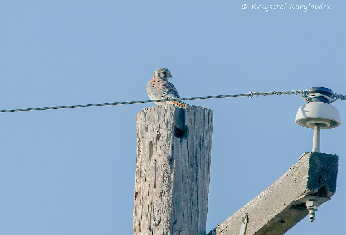 American Kestrel - ML644812629