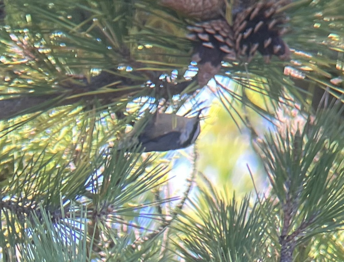 Red-breasted Nuthatch - ML644812633