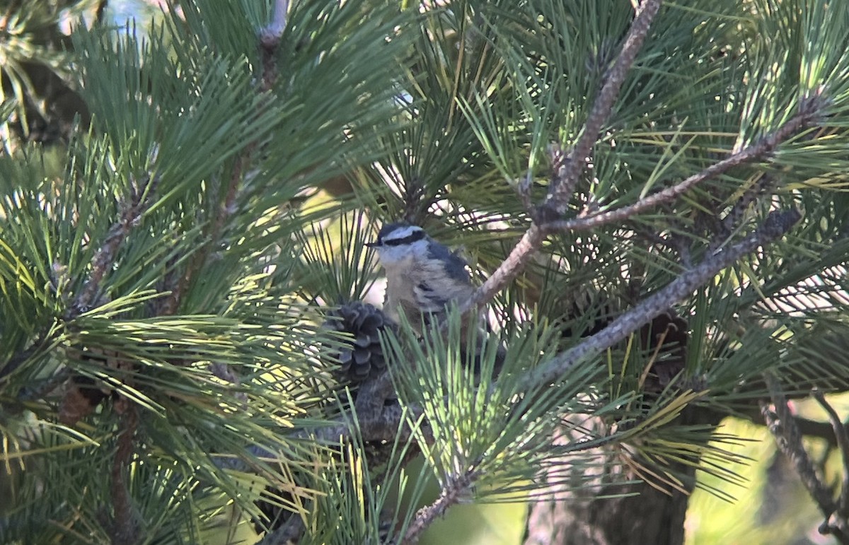Red-breasted Nuthatch - ML644812634