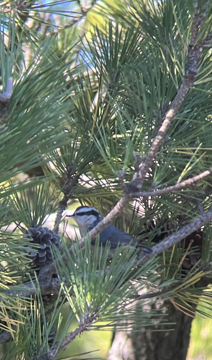 Red-breasted Nuthatch - ML644812635