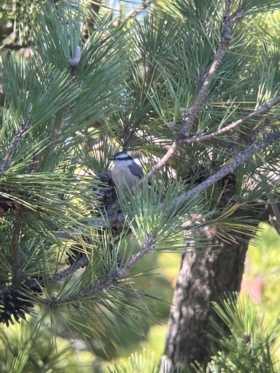 Red-breasted Nuthatch - ML644812636