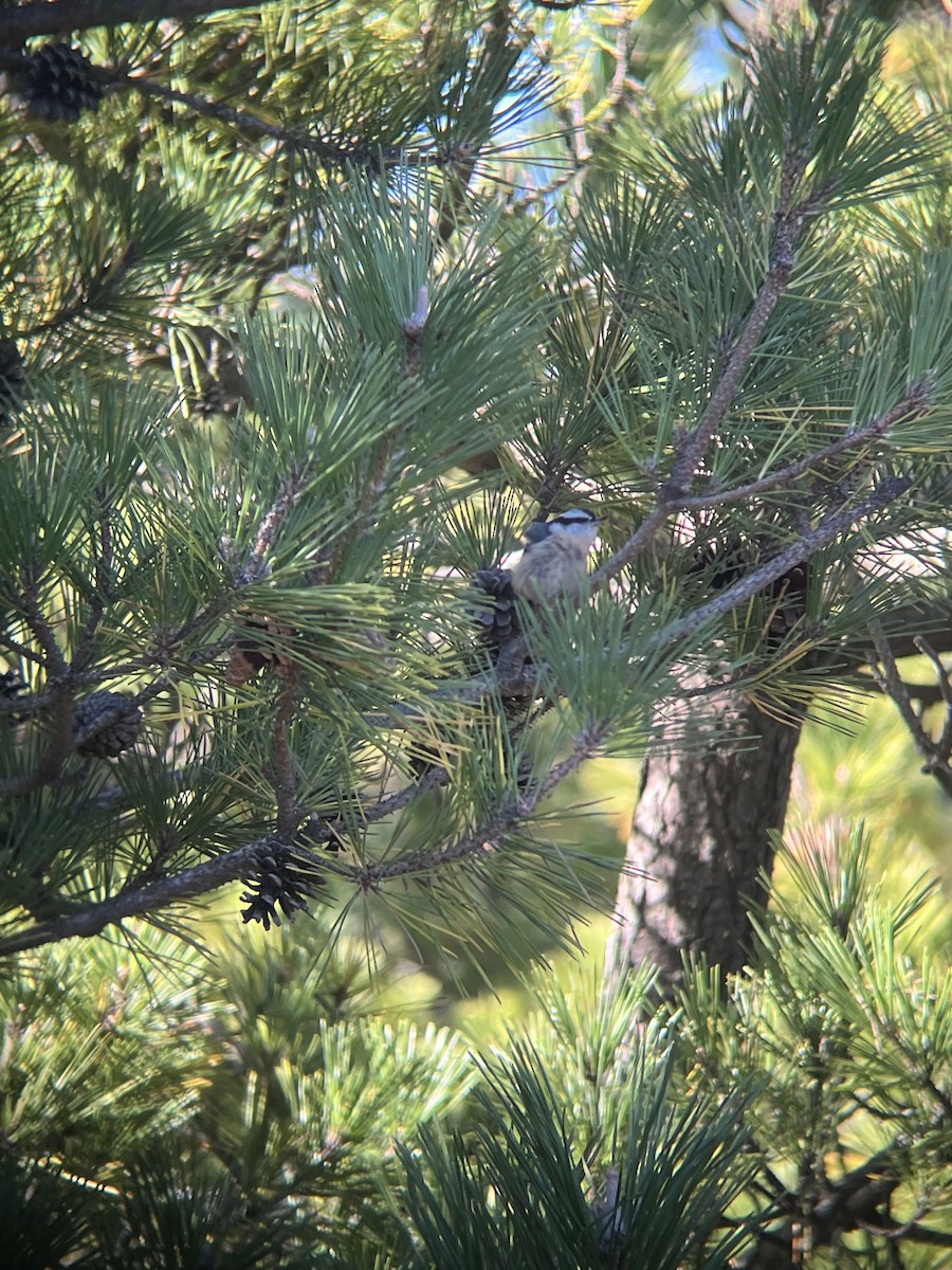 Red-breasted Nuthatch - ML644812637