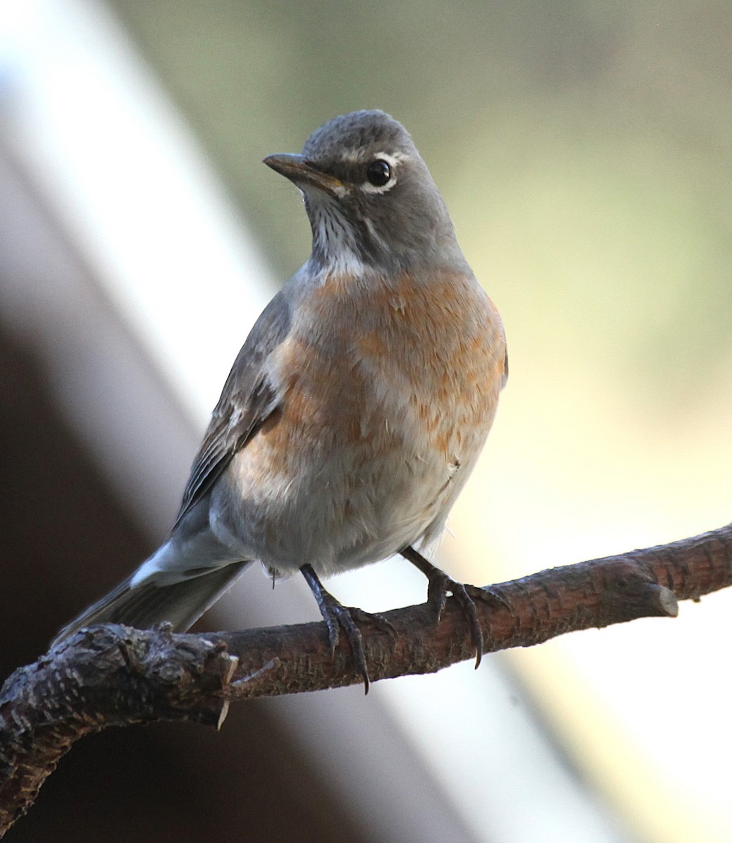 Дрізд мандрівний - ML644812642