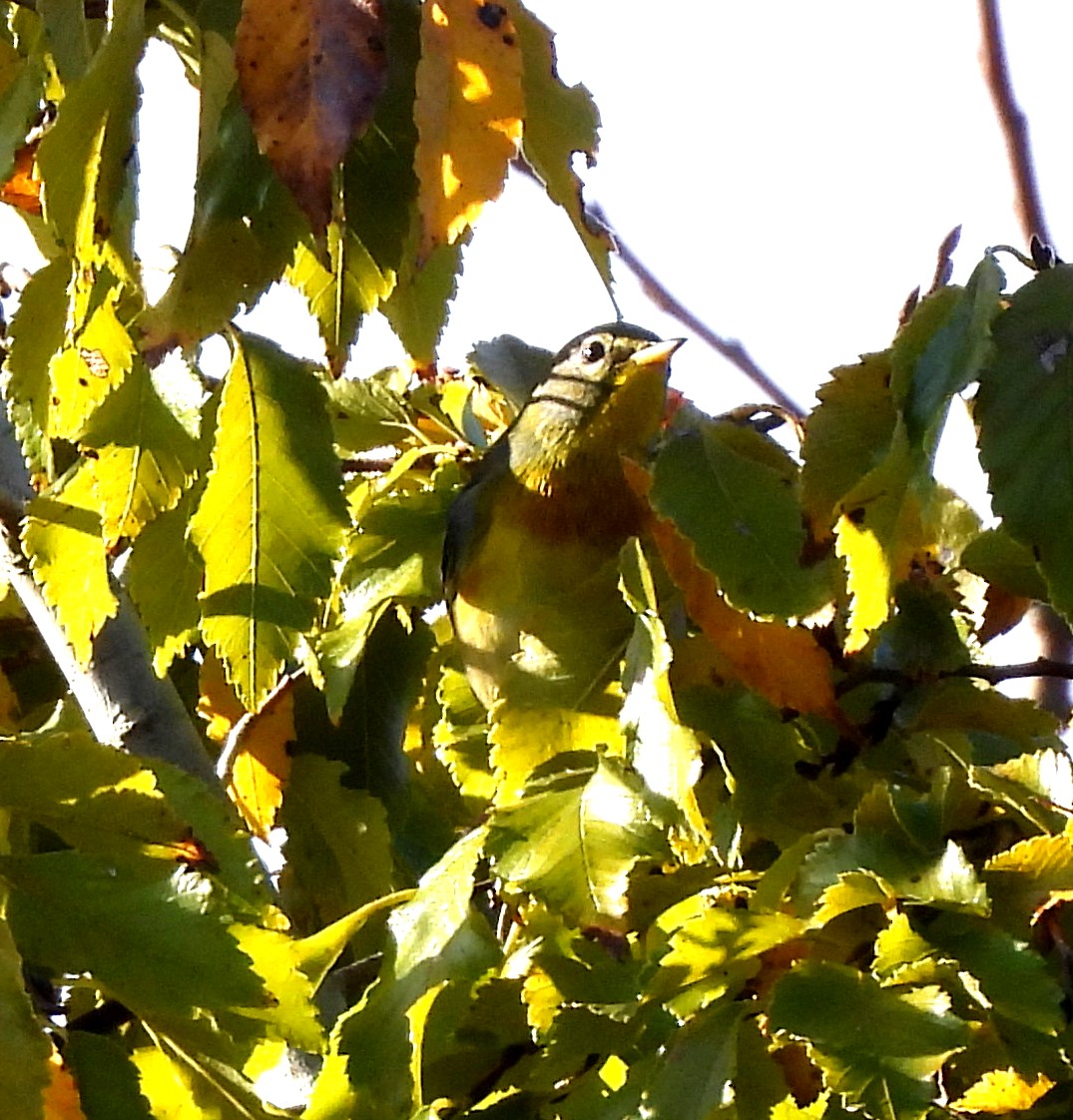 Northern Parula - ML644812649