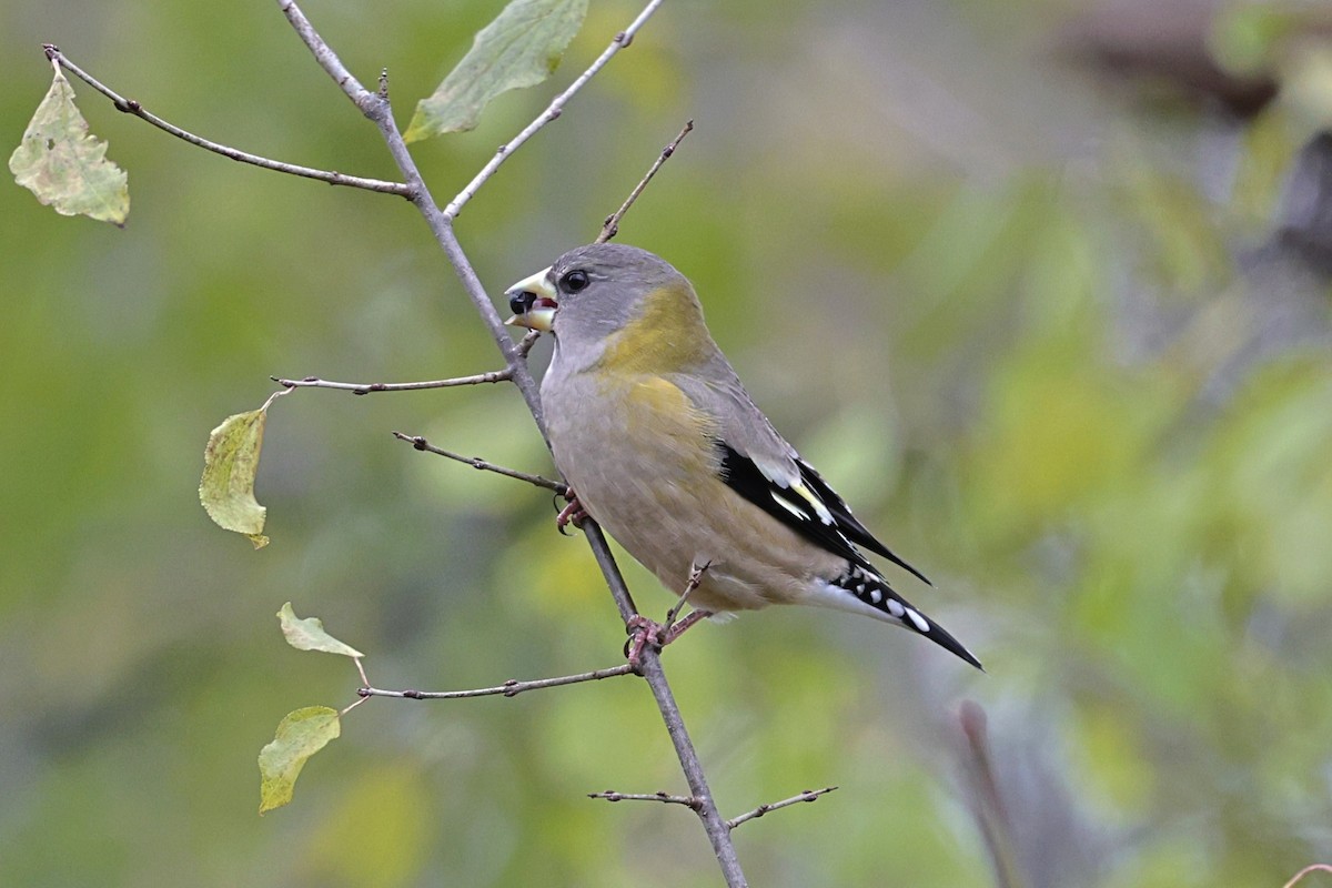 Evening Grosbeak - ML644812650