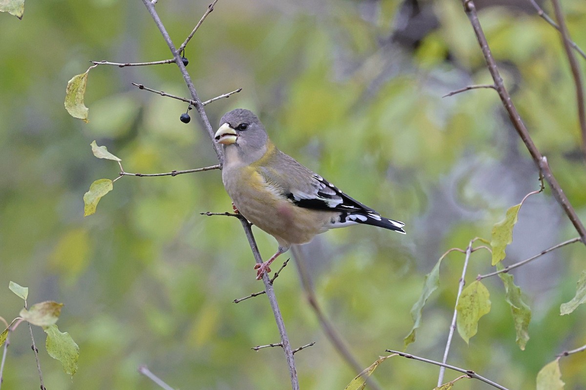 Evening Grosbeak - ML644812651