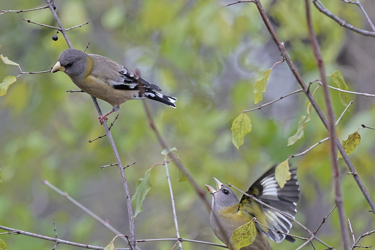 Evening Grosbeak - ML644812652
