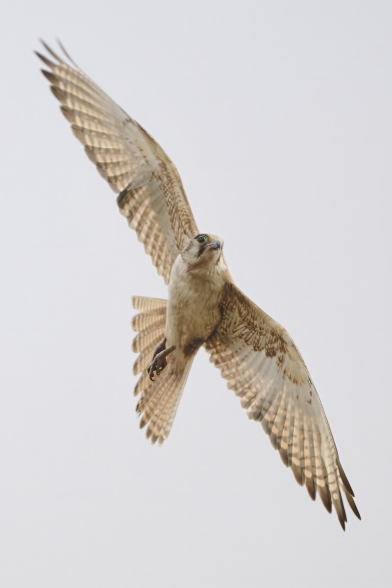 Brown Falcon - ML644812655