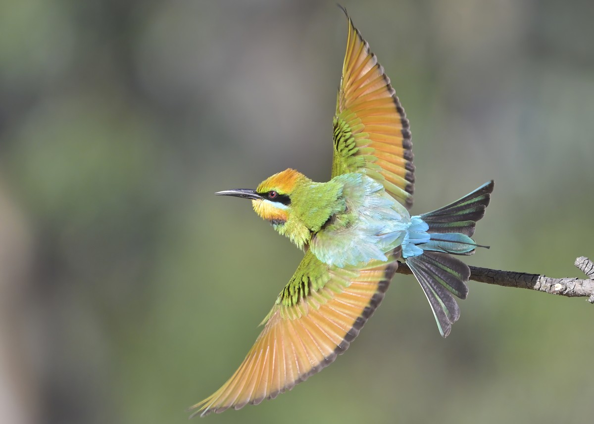 Rainbow Bee-eater - ML644812663