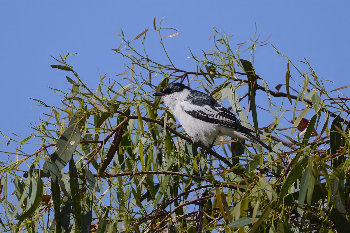 White-winged Triller - ML644812669