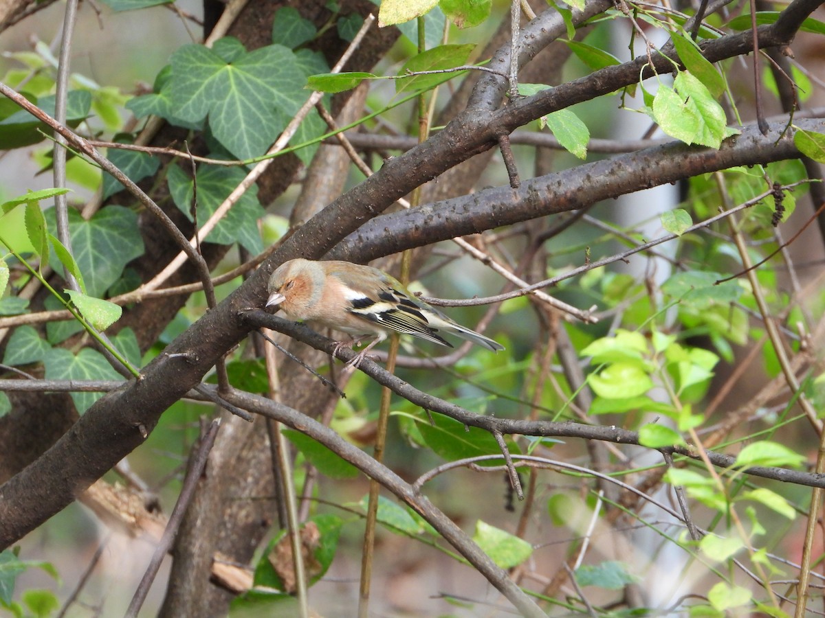 Common Chaffinch - ML644812691