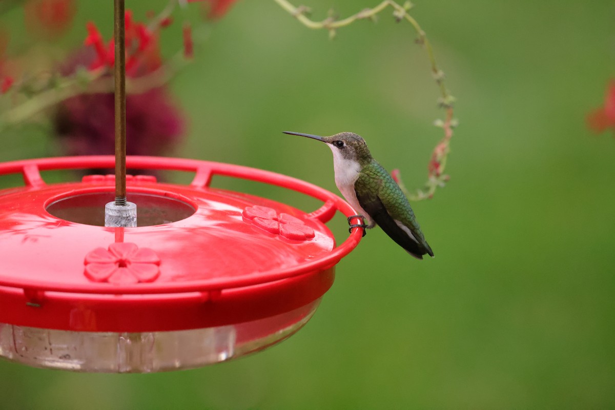 Colibrí Gorjirrubí - ML644812697