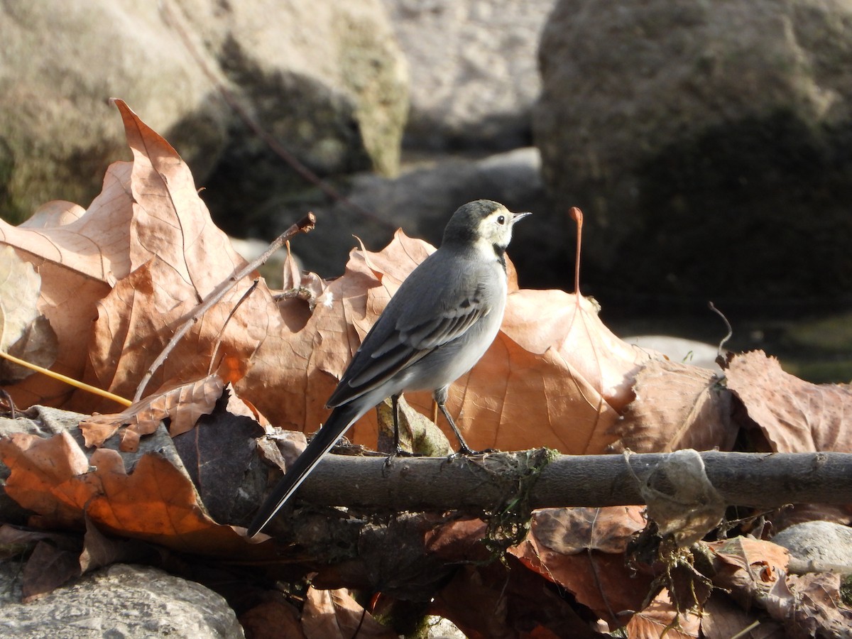 White Wagtail - ML644812698