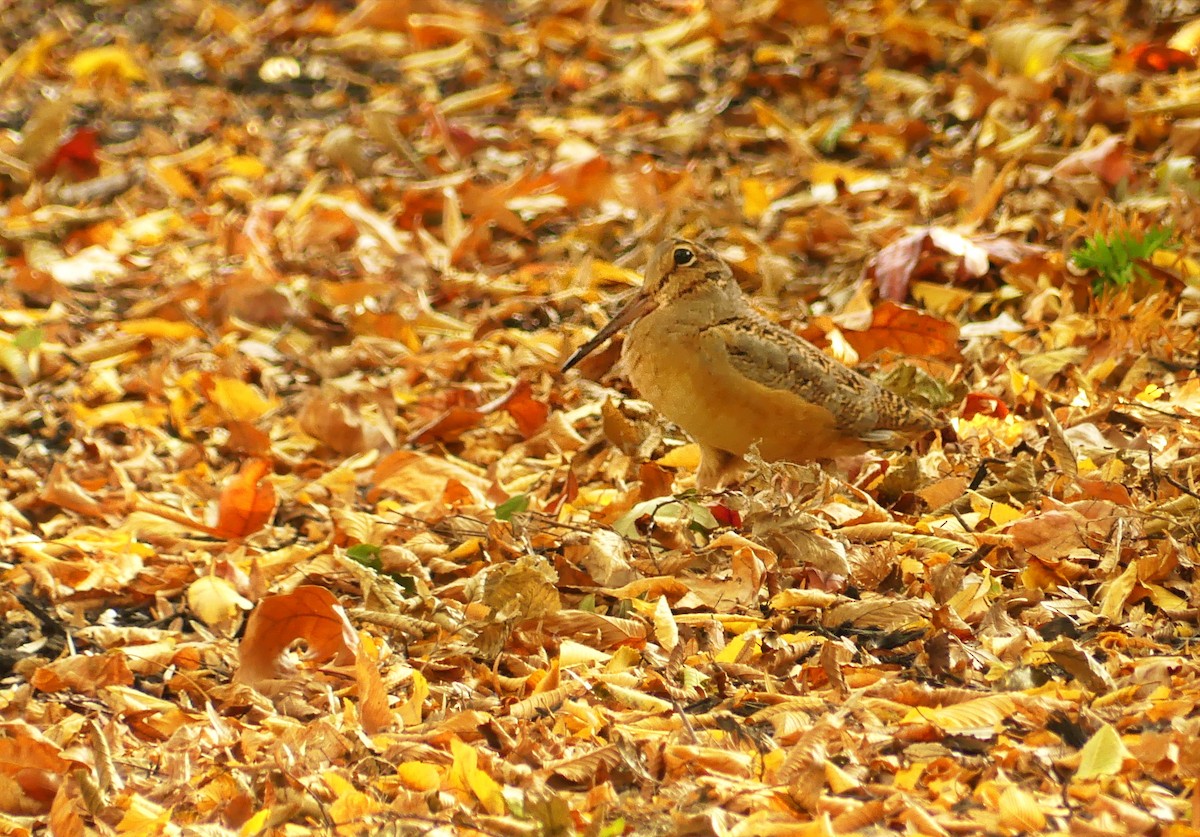 American Woodcock - ML644812705