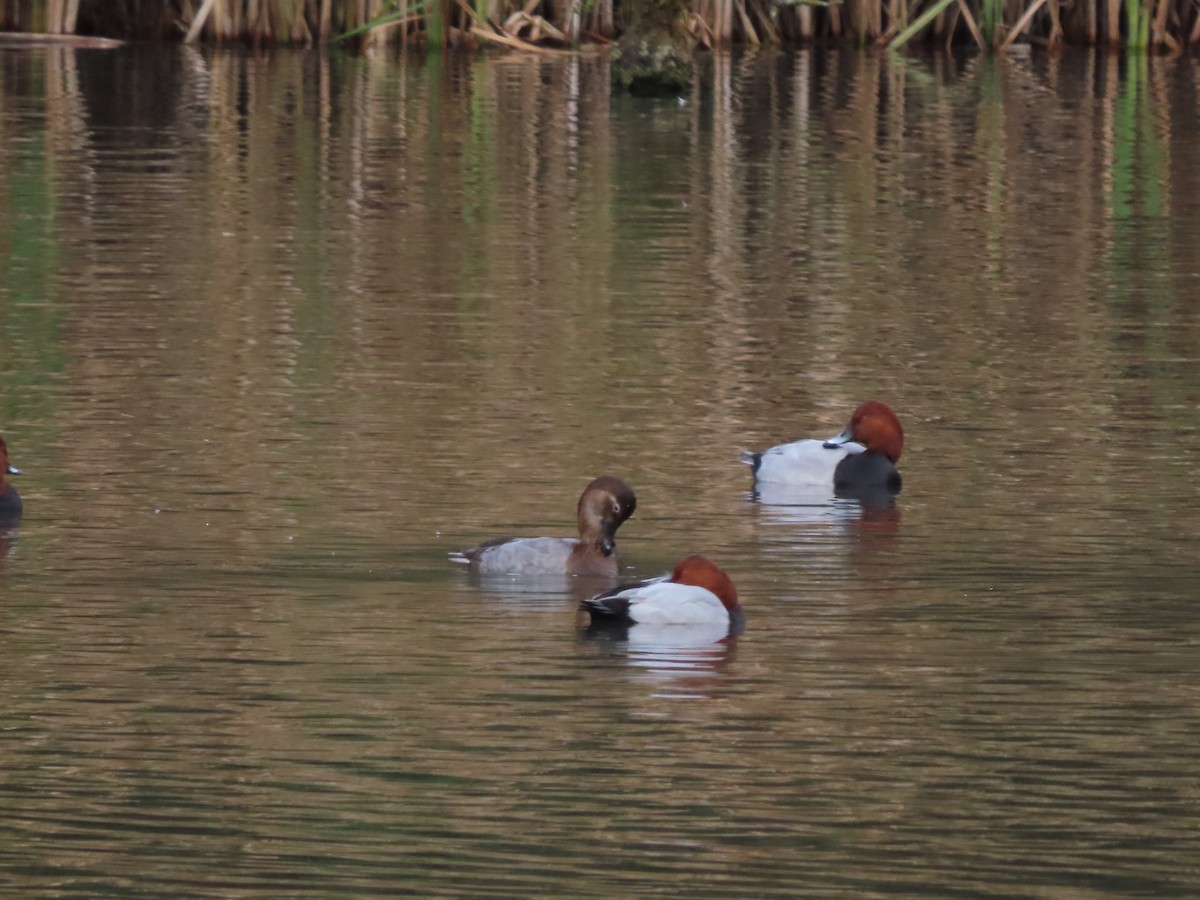 Common Pochard - ML644812708