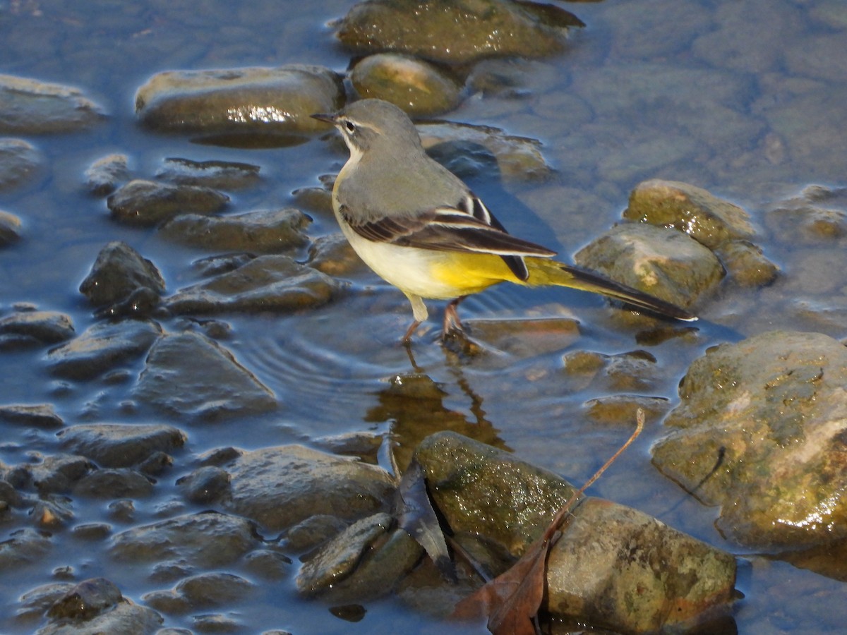 Gray Wagtail - ML644812732