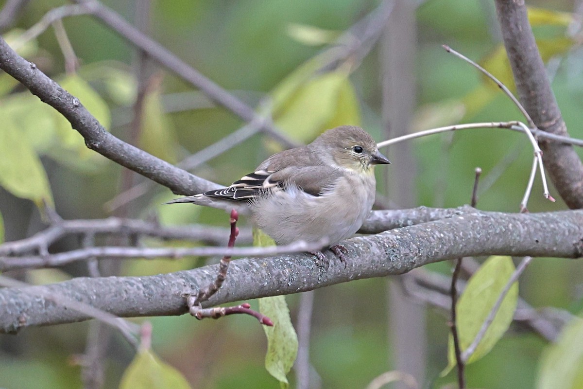 American Goldfinch - ML644812733