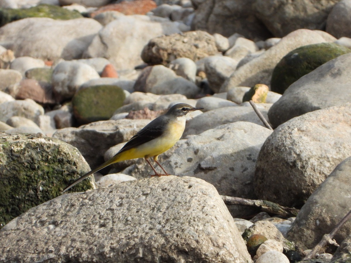Gray Wagtail - ML644812749