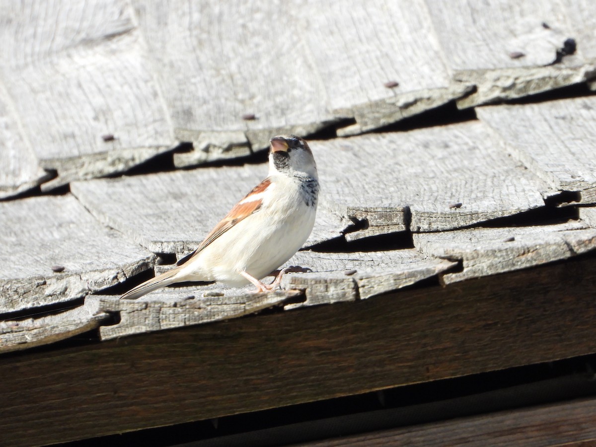 House Sparrow - ML644812754
