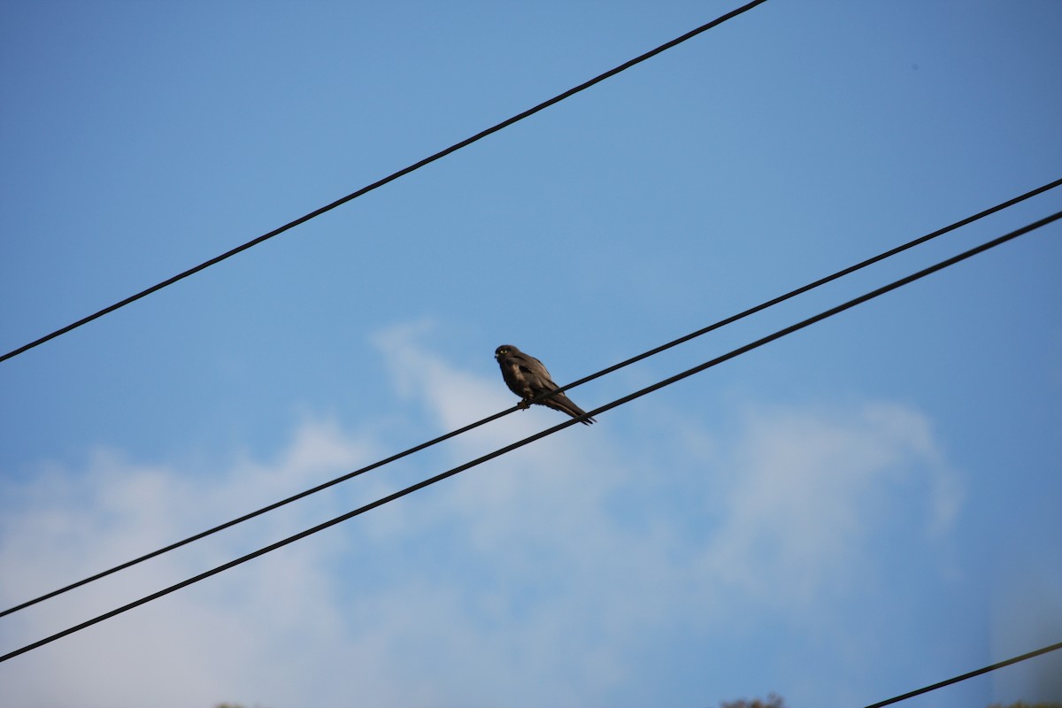 eleonorafalk - ML644812756