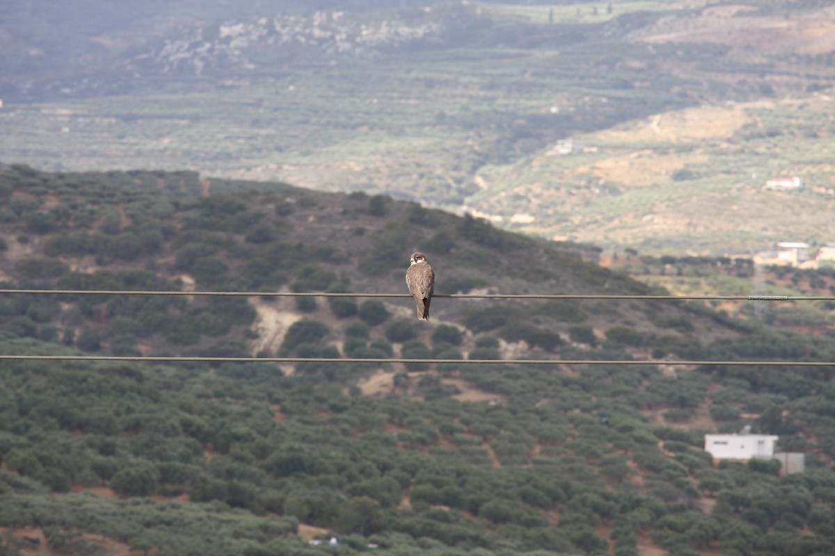 eleonorafalk - ML644812759