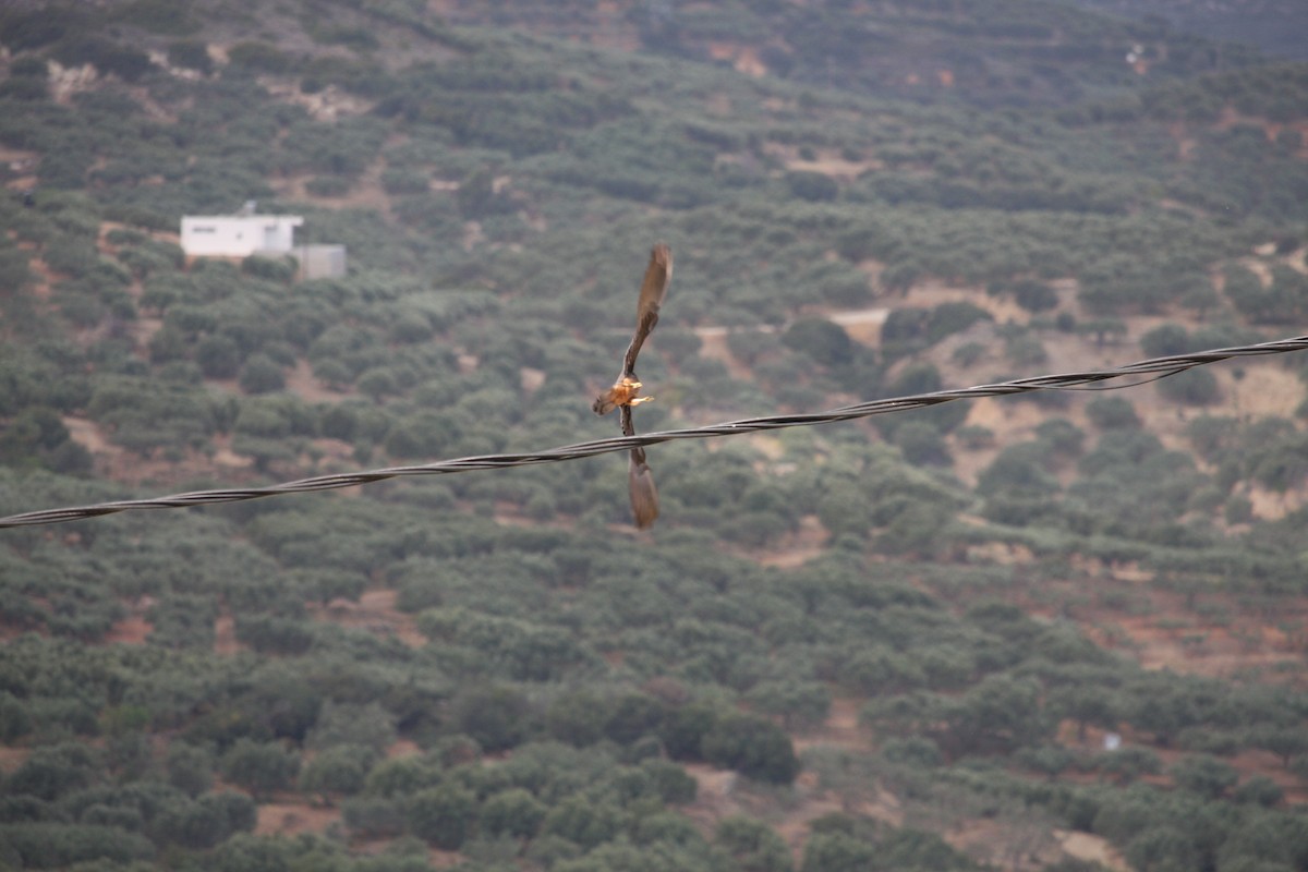 eleonorafalk - ML644812771