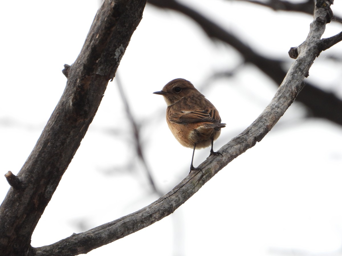 European Stonechat - ML644812773