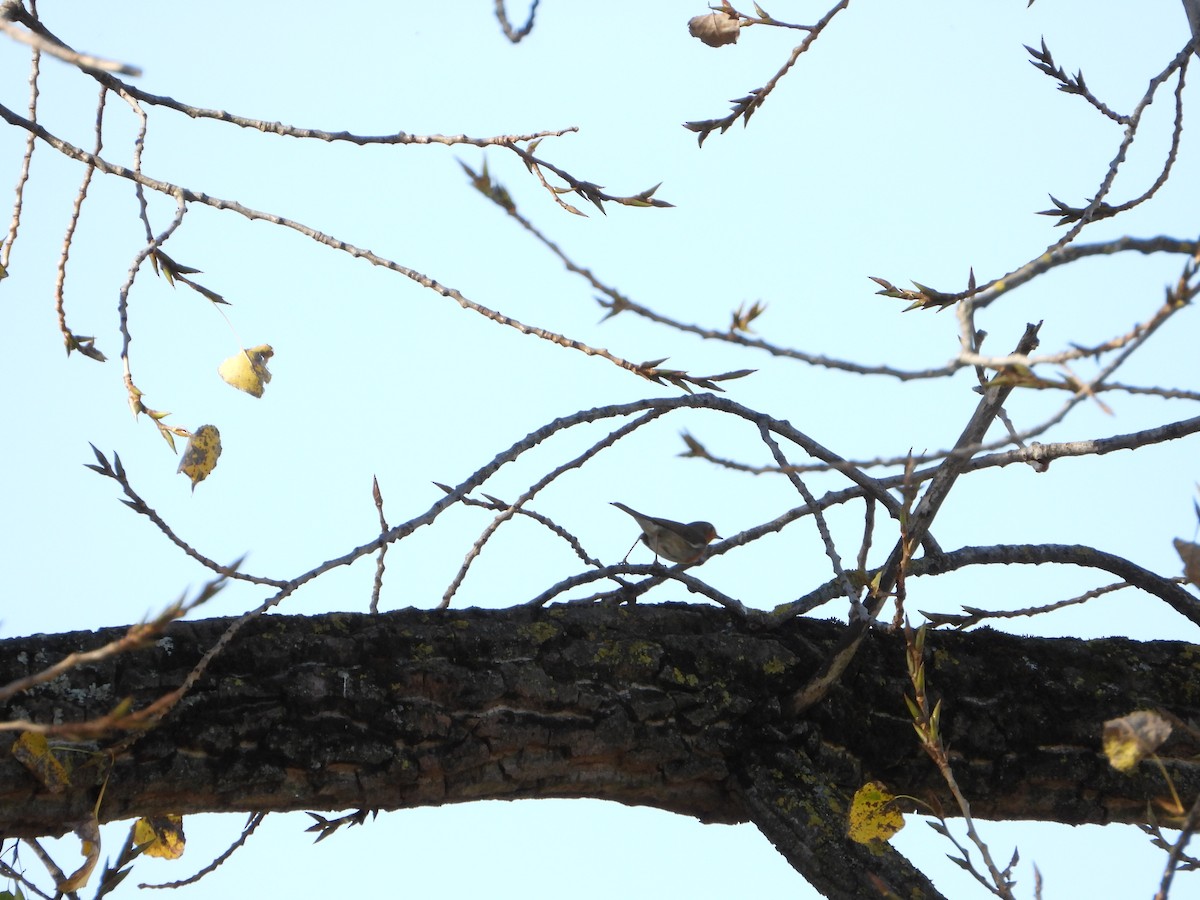 European Robin - ML644812782