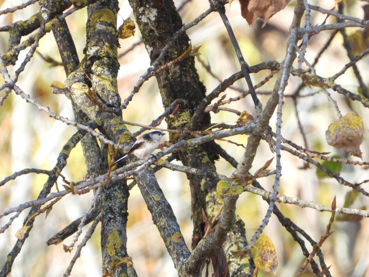 Long-tailed Tit - ML644812796